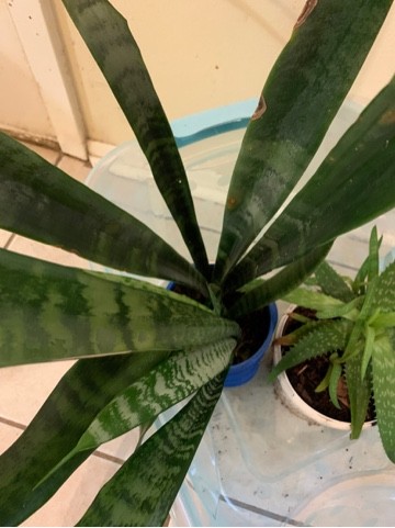ananas topfpflanze Ananas comosus 