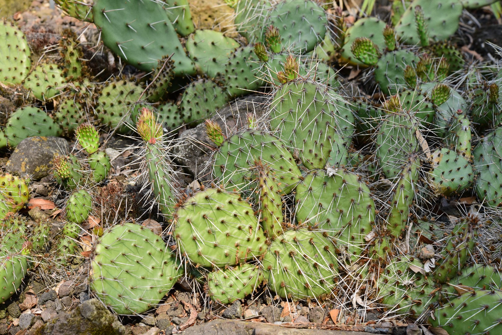 Opuntia macrorhiza - PictureThis