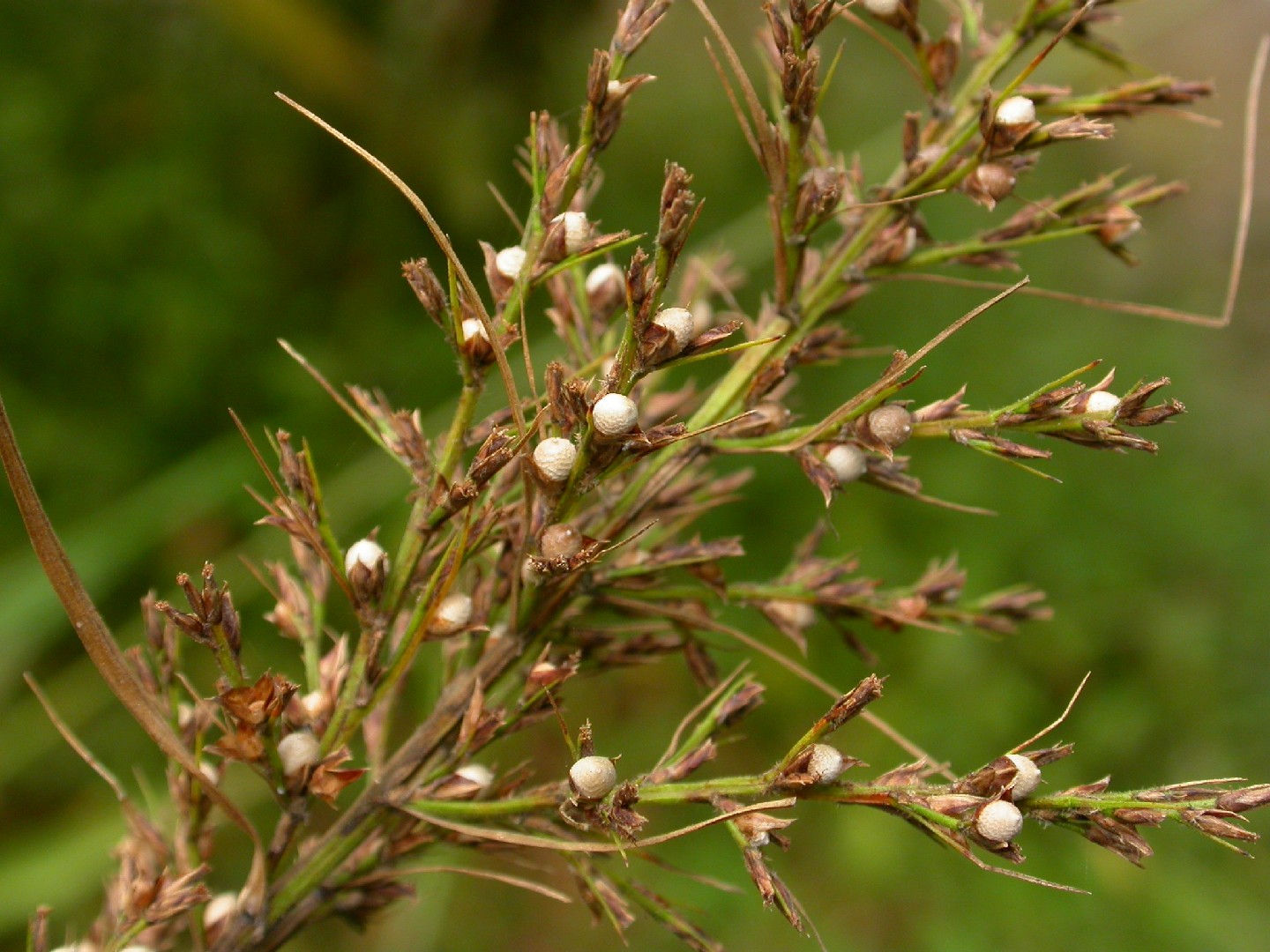 Scleria levis PictureThis