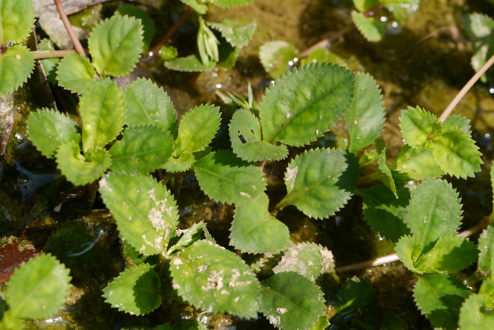 Bonnaya ruellioides PictureThis