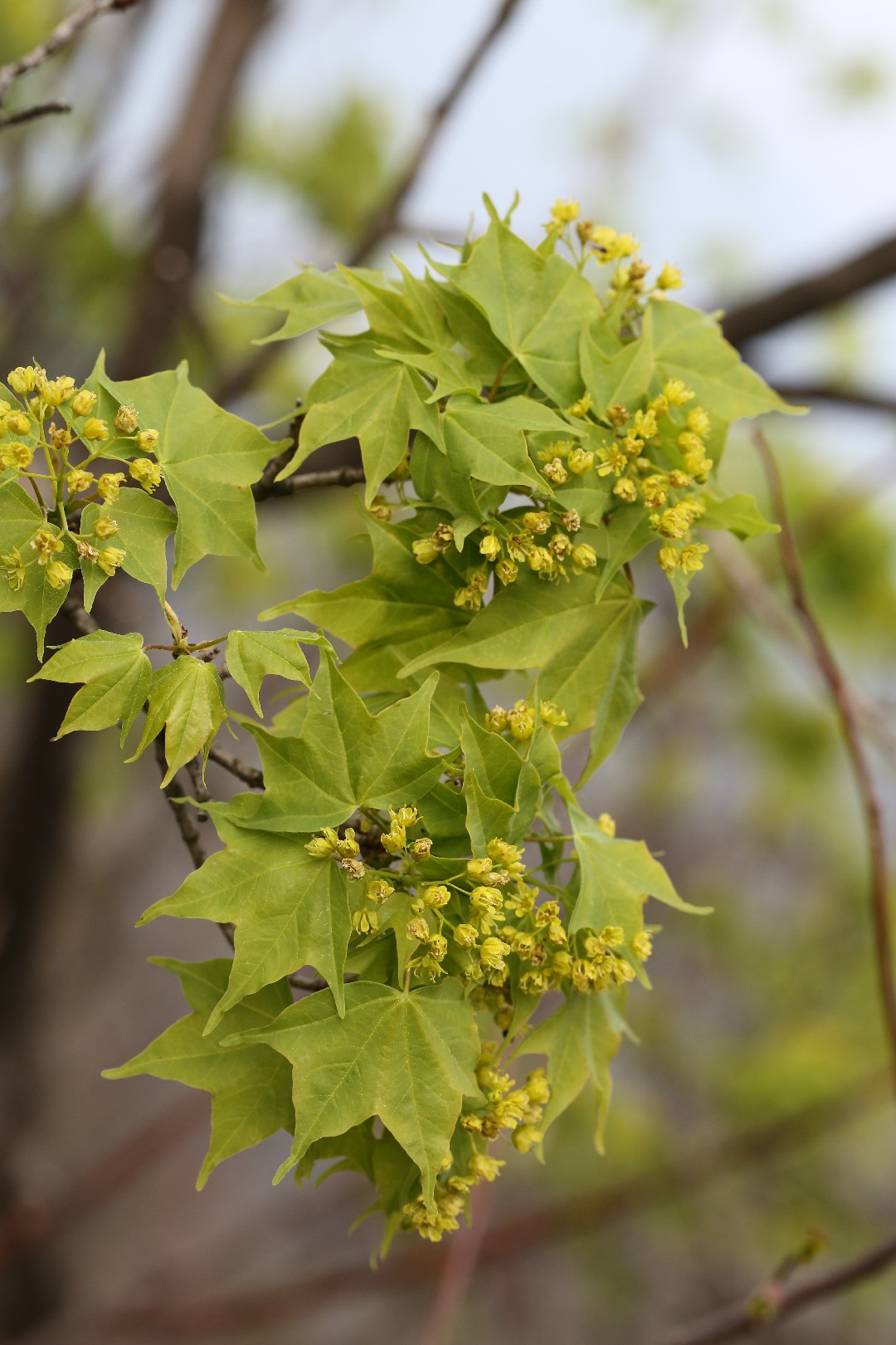 Acer pictum subsp. mono PictureThis