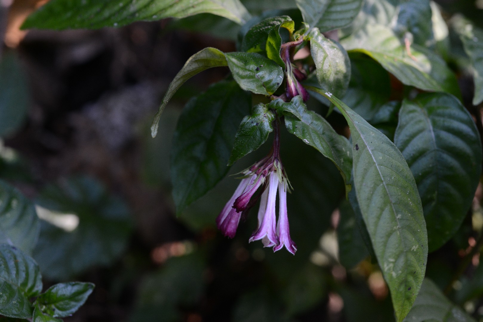 Japanese snake root (Ophiorrhiza japonica) Flower, Leaf, Care, Uses PictureThis