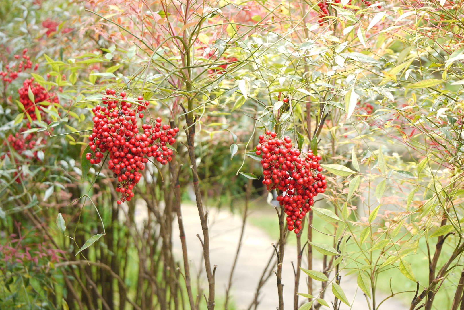 ナンテンの判定方法 (Nandina domestica)