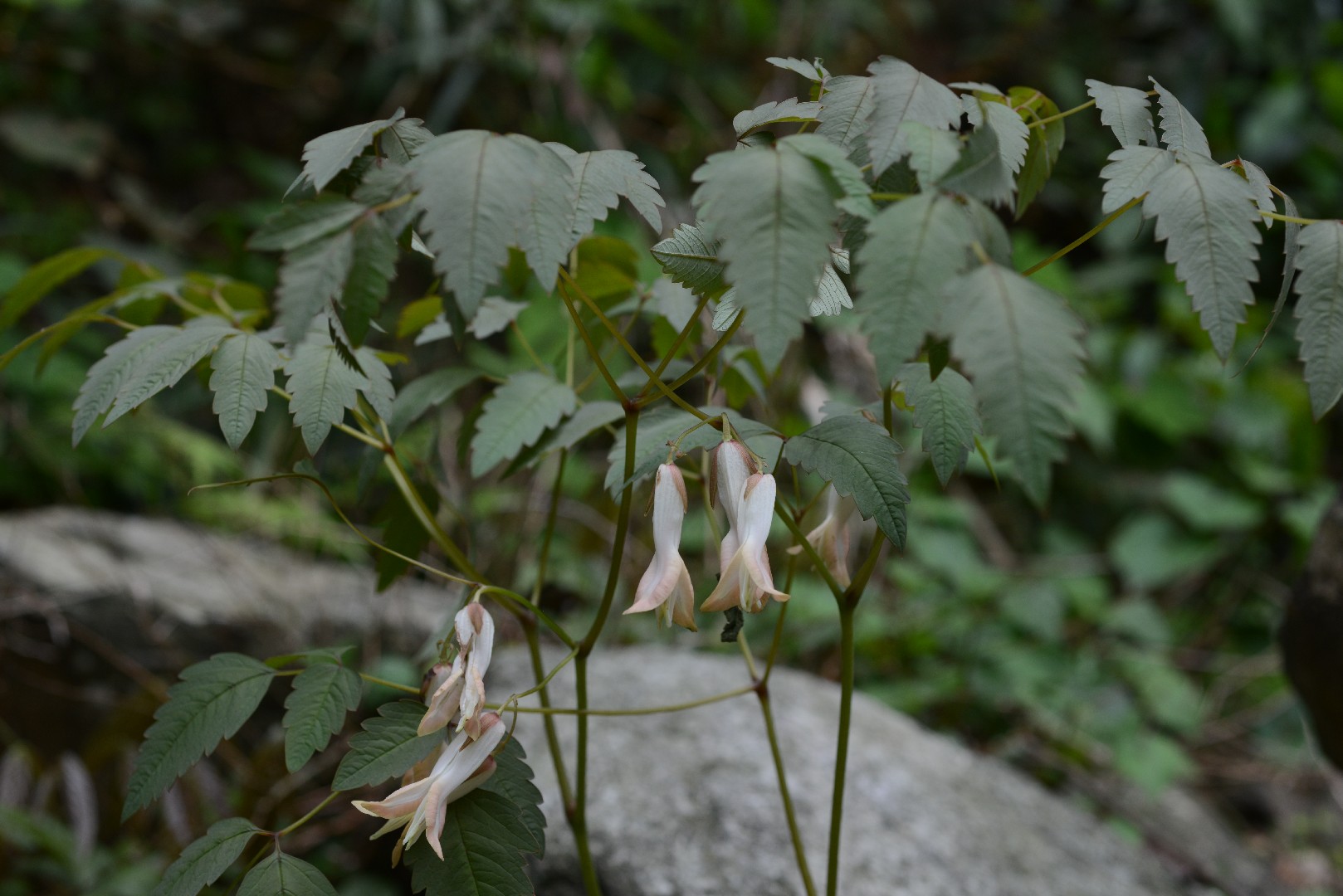 Dicentra de flores grandes (Ichtyoselmis macrantha) PictureThis
