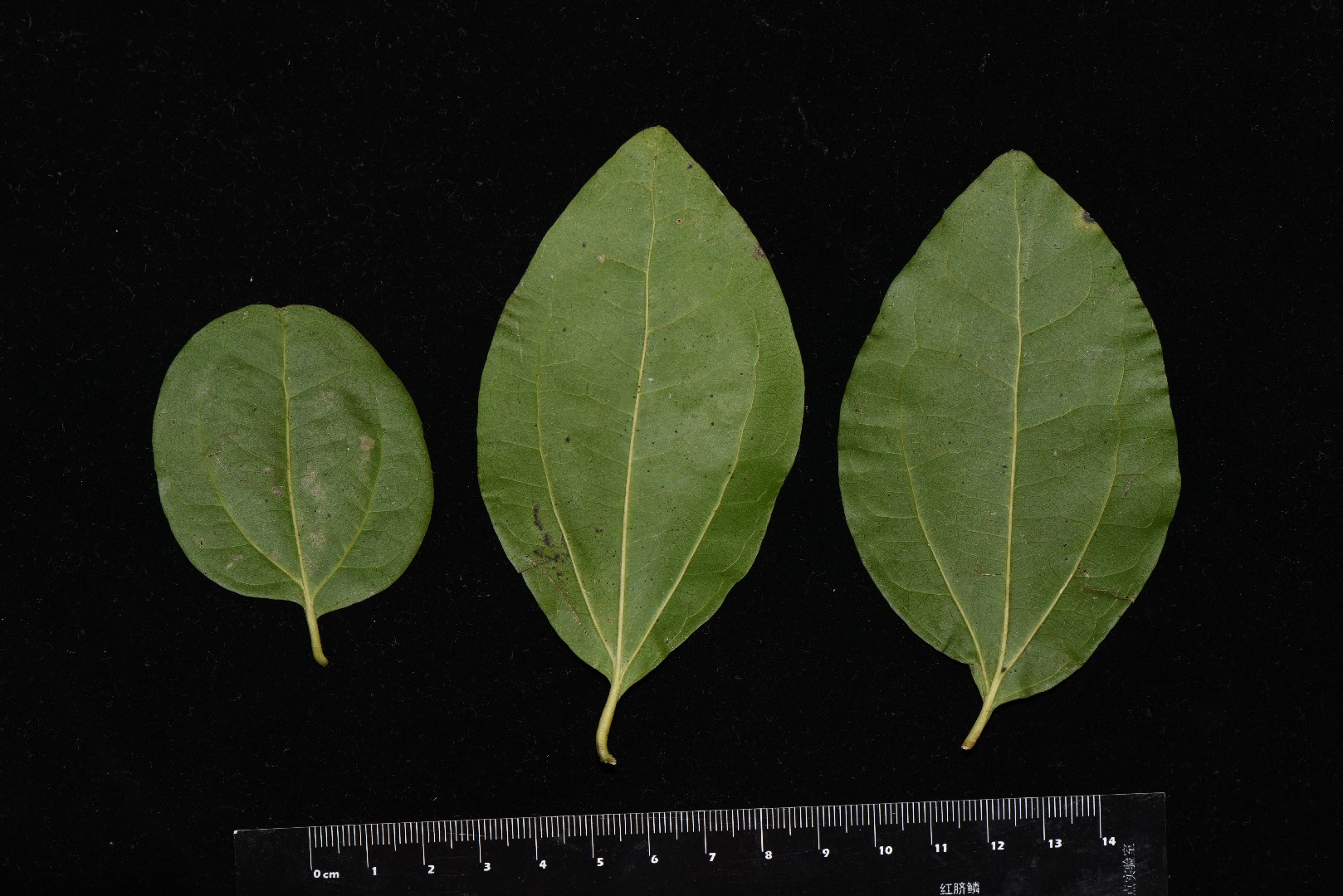 Gewöhnliche brechnuss (Strychnos nuxvomica) PictureThis