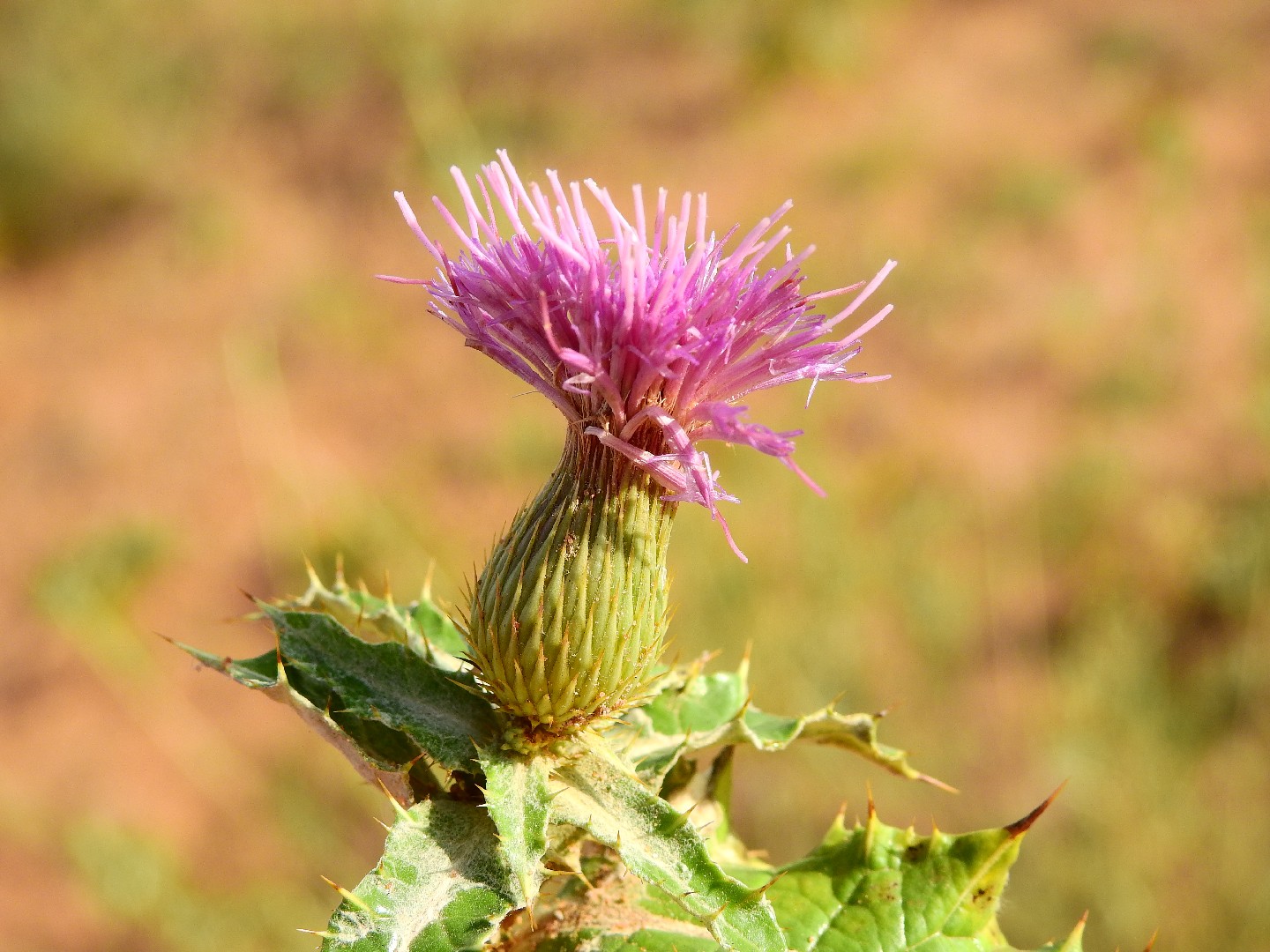 Olgaea Flower, Leaf, Care, Uses PictureThis