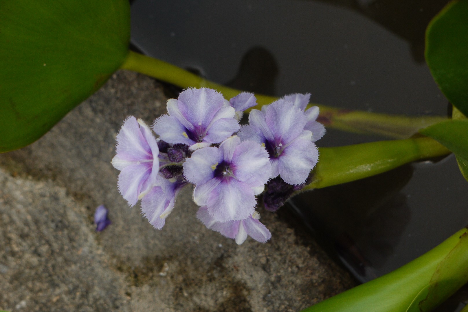 Anchored water hyacinth Care (Watering, Fertilize, Pruning, Propagation