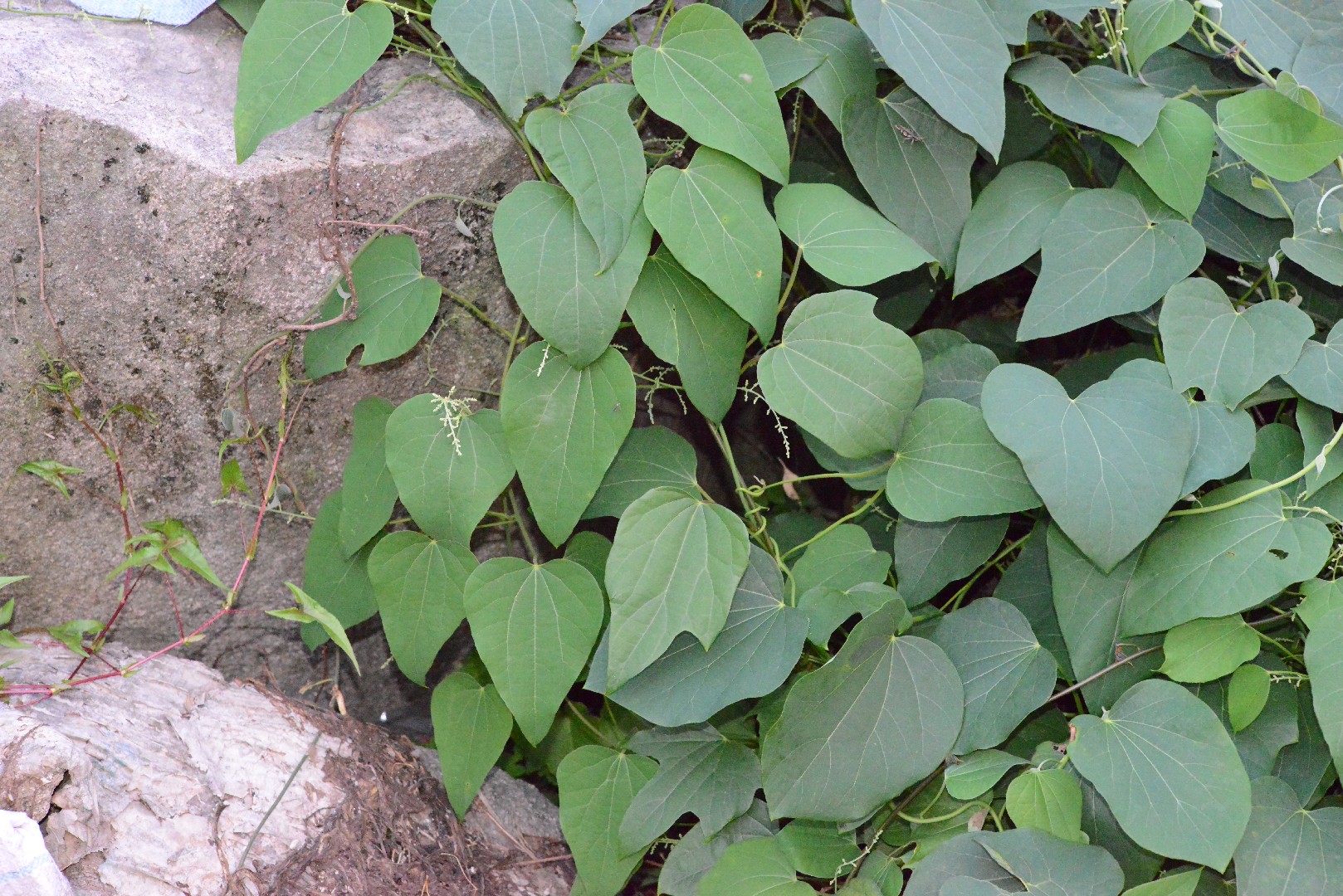 ツヅラフジ (葛籠藤) (分類, 特徴, 分布, 画像)