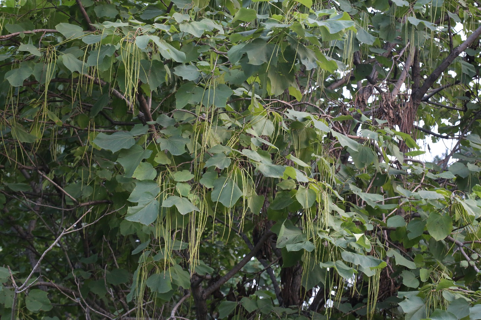 キササゲ（木大角豆） (Catalpa ovata) 花言葉，毒性，よくある質問 PictureThis