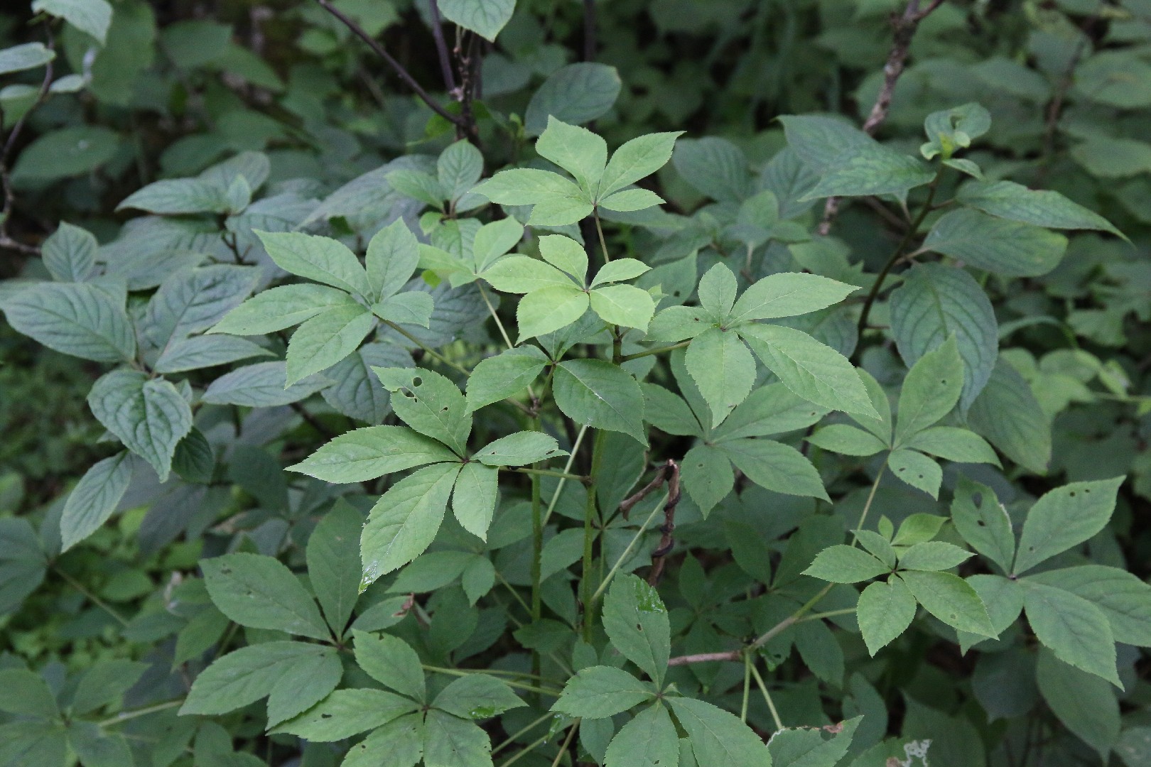 Eleutherococcus nodiflorus PictureThis