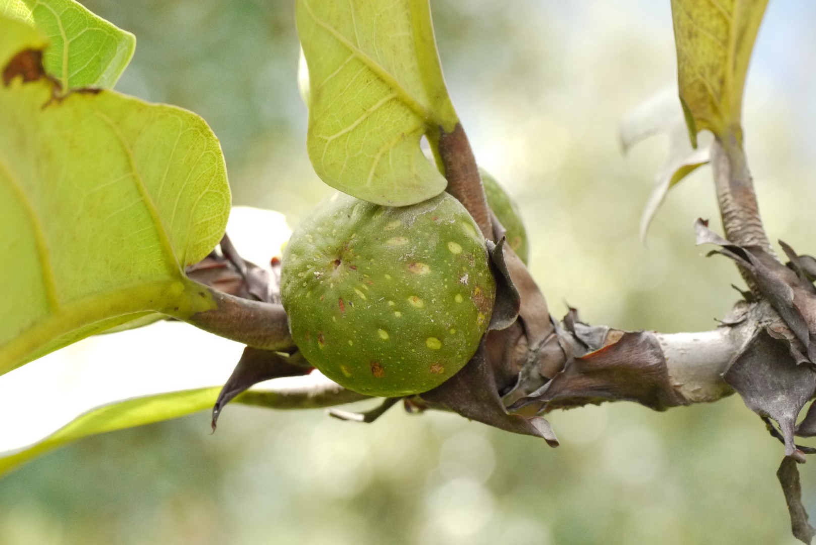 So identifizierst du Geigenfeige (Ficus lyrata)