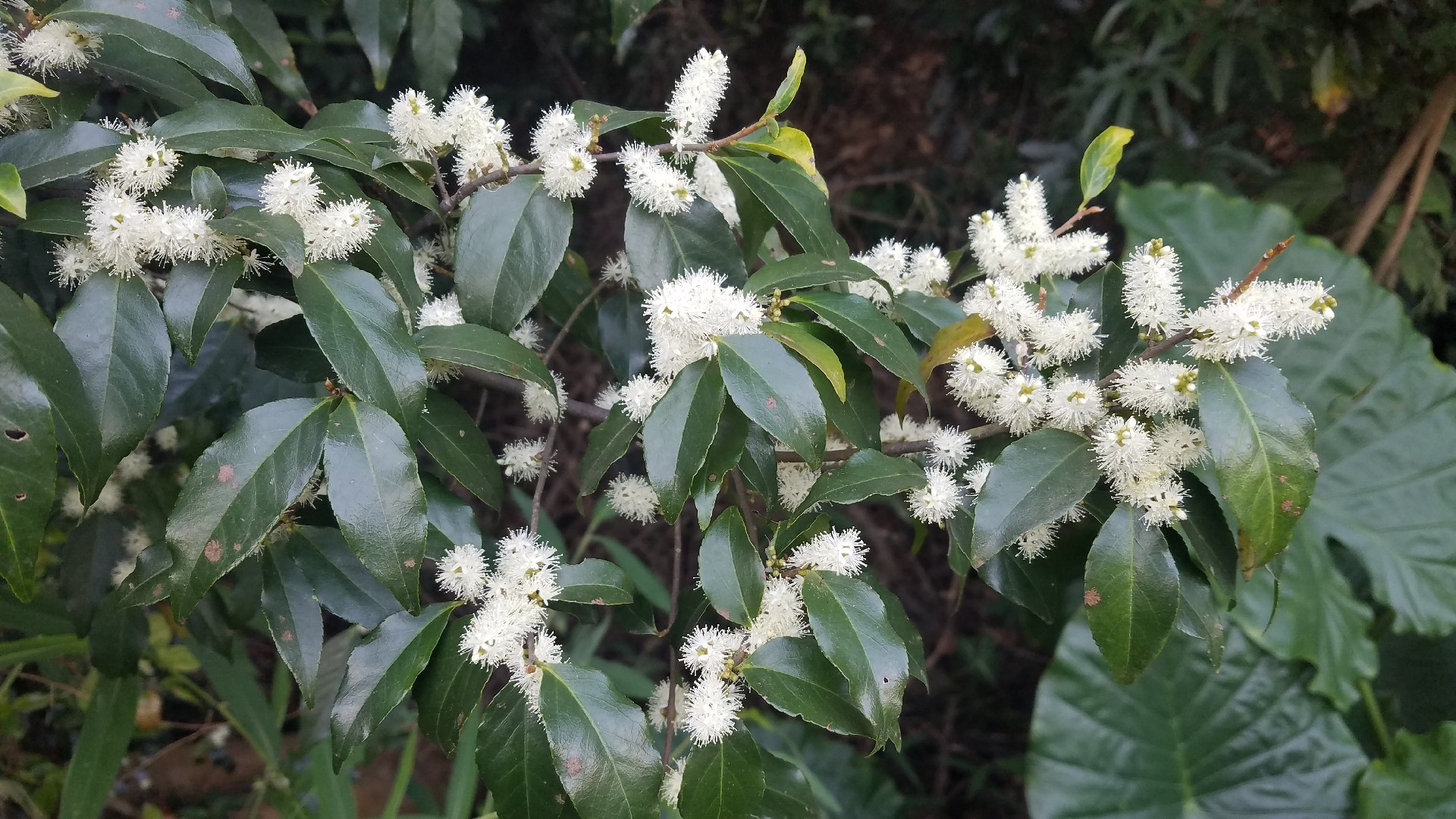 シロバイ Symplocos Lancifolia 花言葉 学名 よくある質問 Picturethis