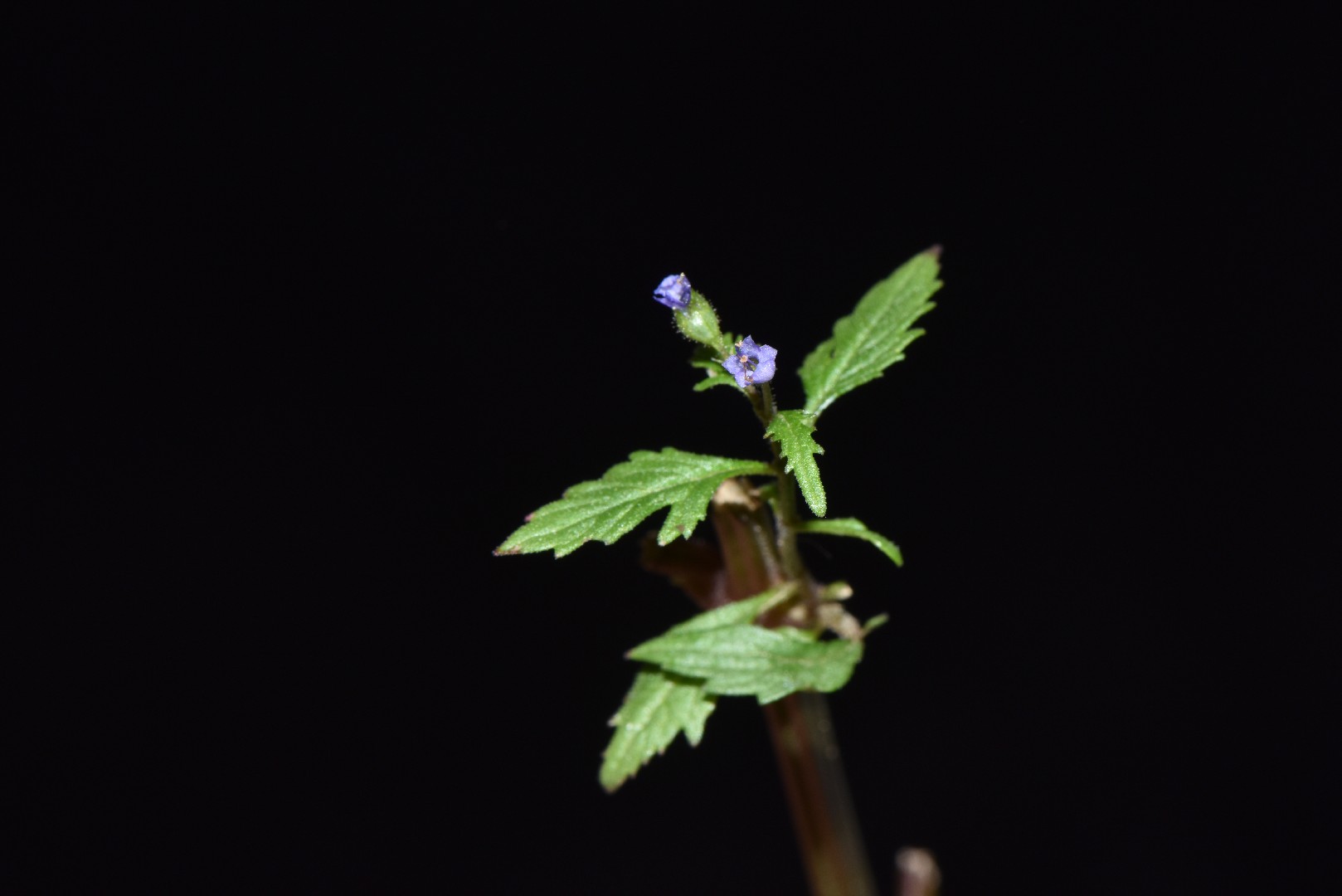Amethystea Caerulea PictureThis amethystea-caerulea-picturethis