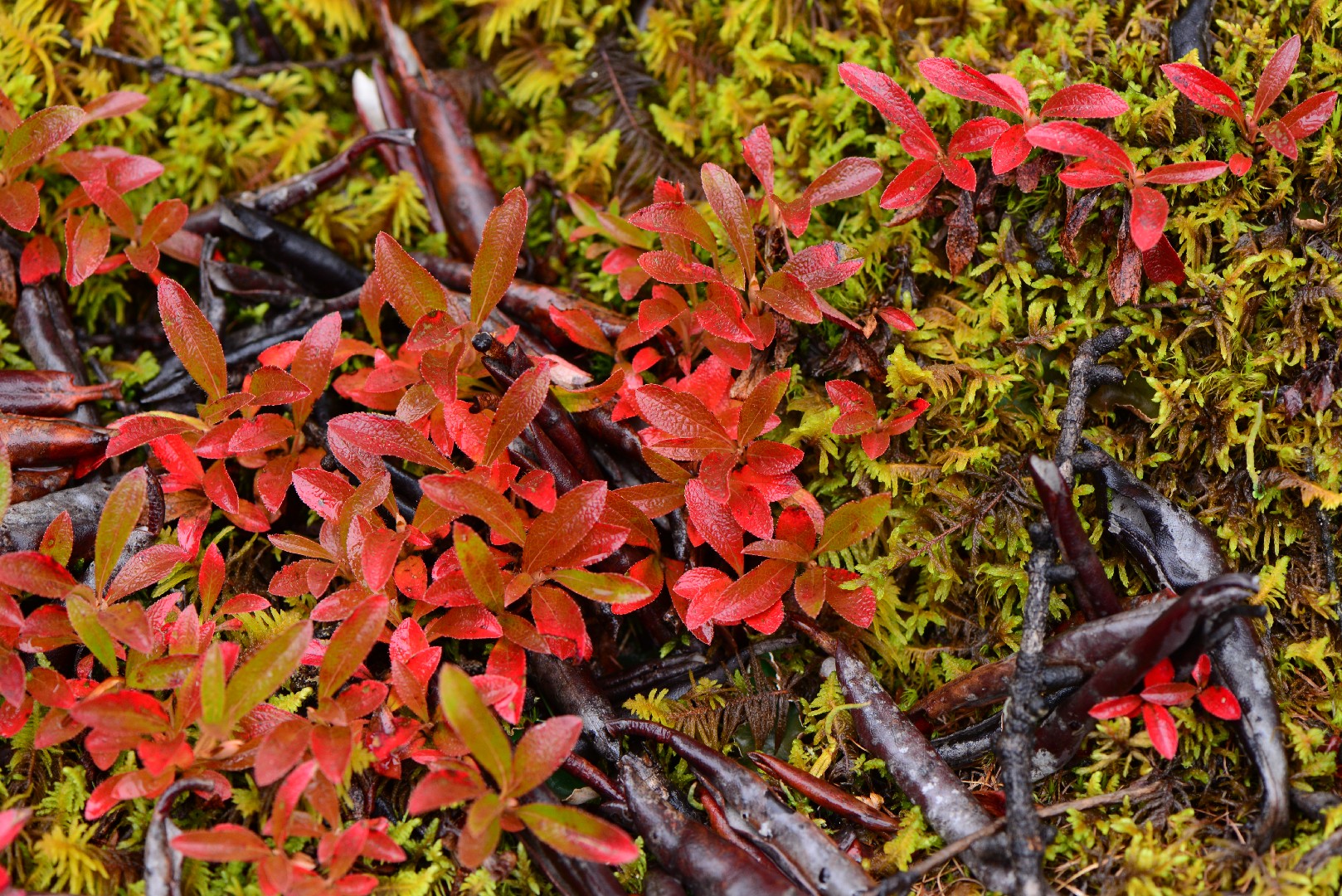Arctostaphylos rubra PictureThis