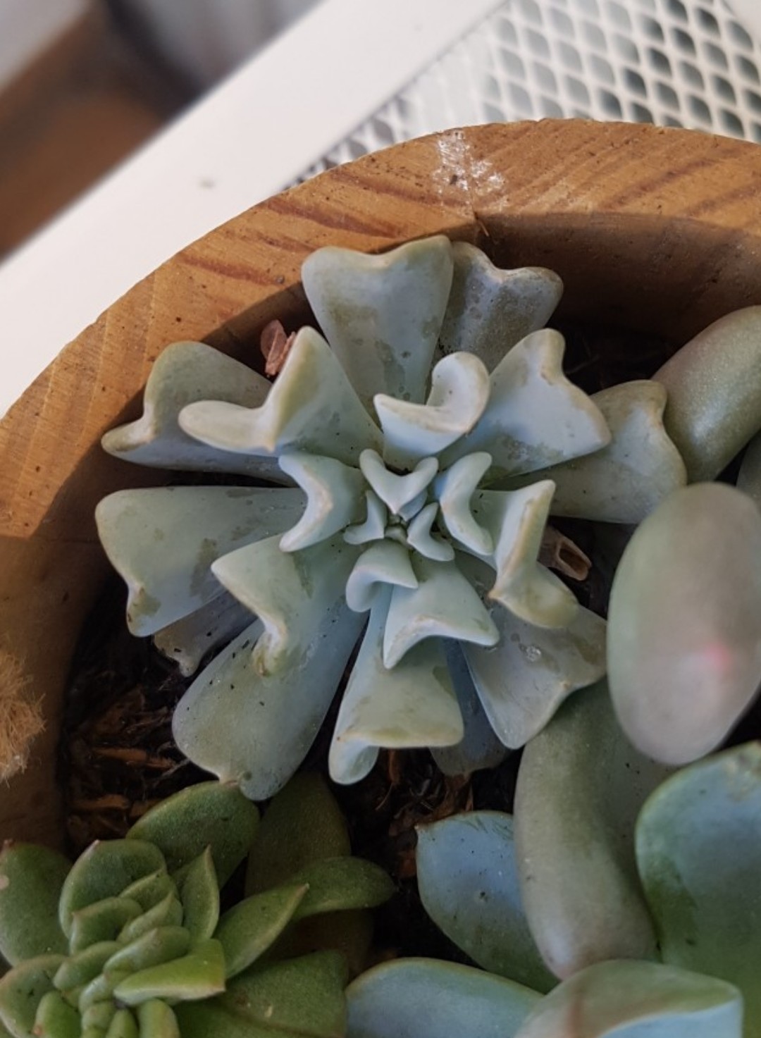 大和美尼の育て方・栽培方法