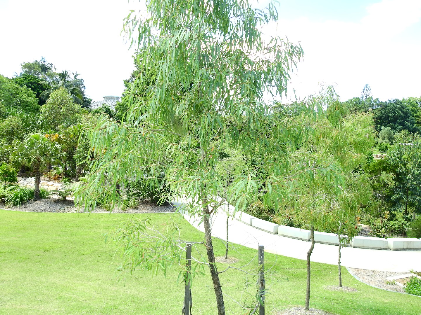 Corymbia tessellaris PictureThis