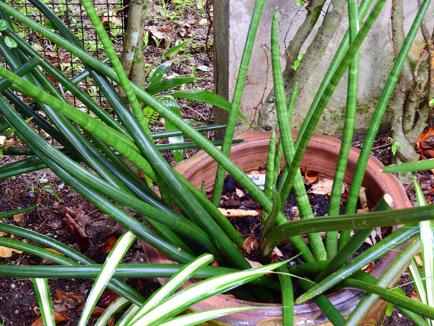 Ist Sansevieria cylindrica giftig?