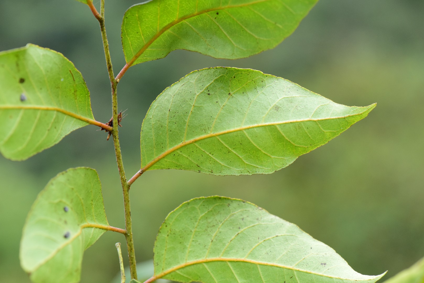 Clausena (Clausena) Flower, Leaf, Care, Uses - PictureThis