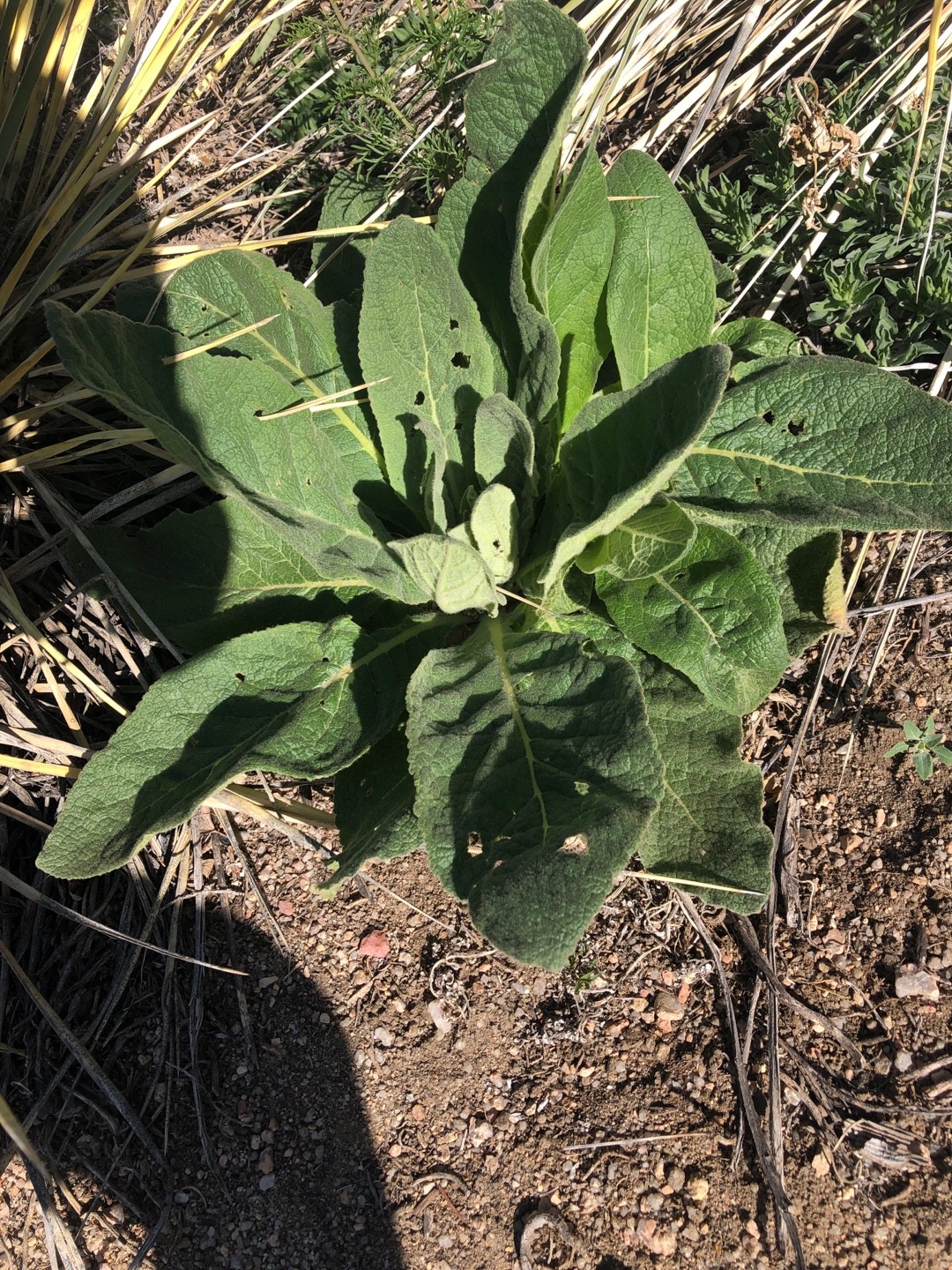How to Grow and Care for Aaron's Rod