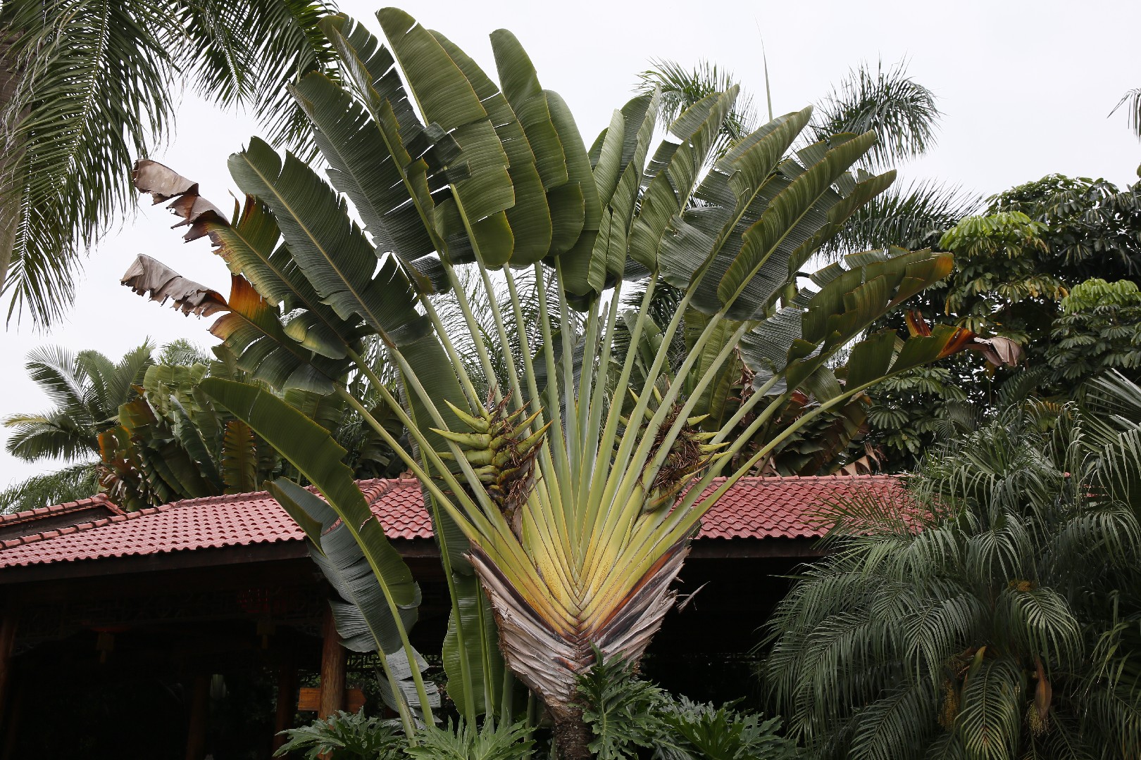 Raizes & Folhas - A Ravenala (Ravenala madagascariensis) é