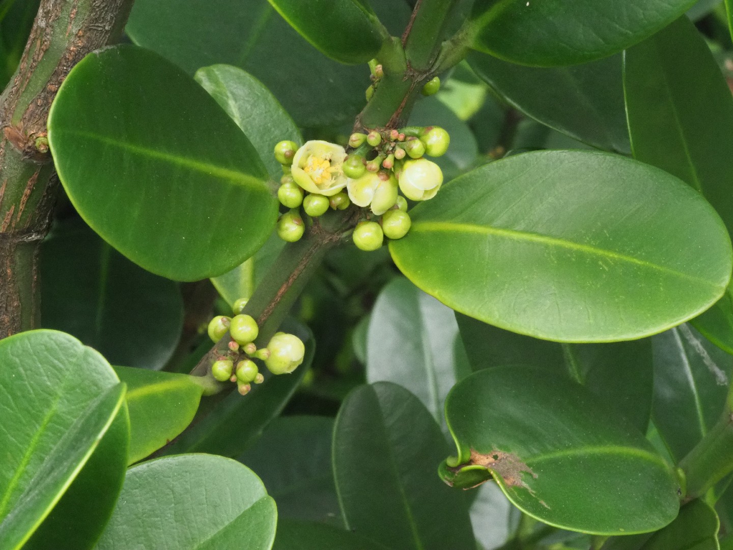 菲島福木 (Garcinia subelliptica) 照顧,種植,繁殖,開花時間 - PictureThis