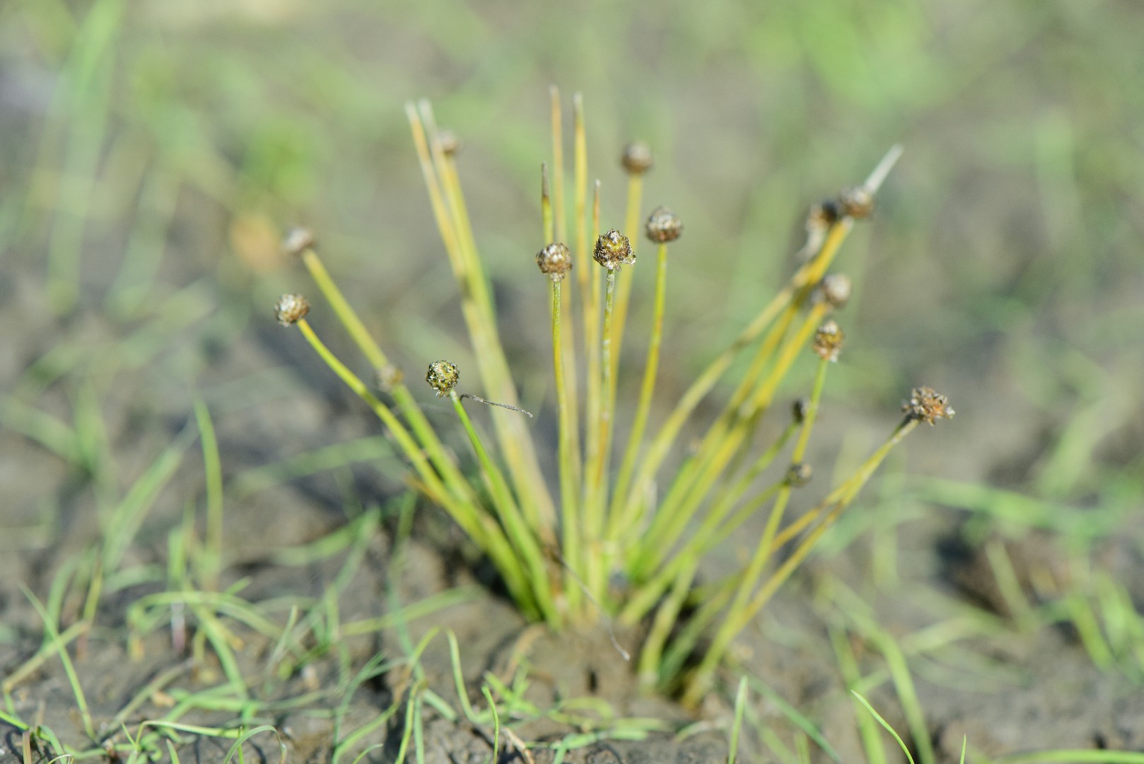 Eriocaulon.sp.parkeri ホシクサsp parkeri 水上株 ホシクサsp.チャンタブリ産 タイプ1(水上葉)(無農薬)(1株) | チャーム