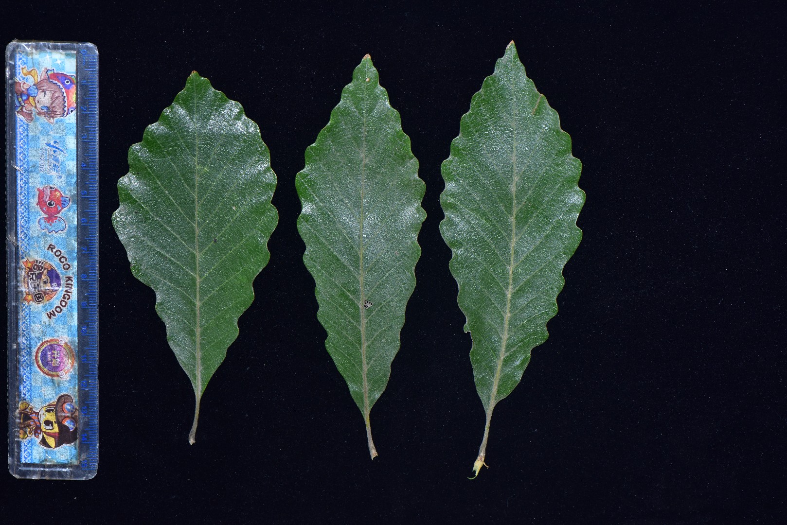 갈참나무 (Quercus aliena) - PictureThis