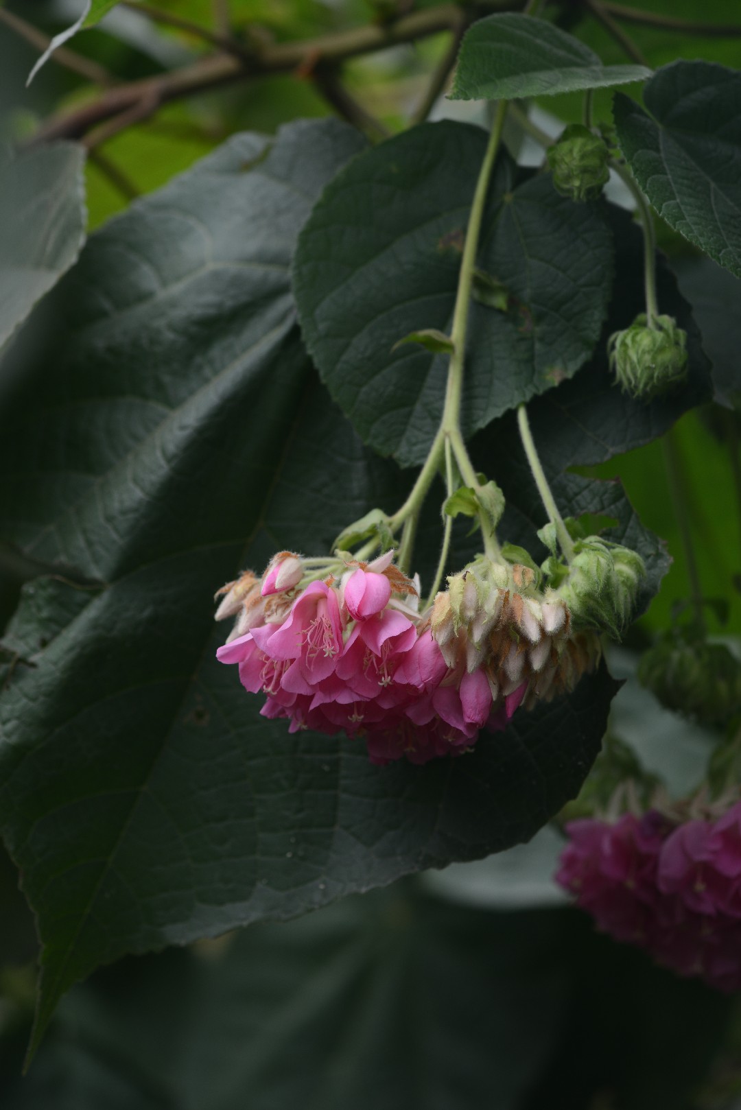Bois bete (Dombeya acutangula) Flower, Leaf, Care, Uses PictureThis