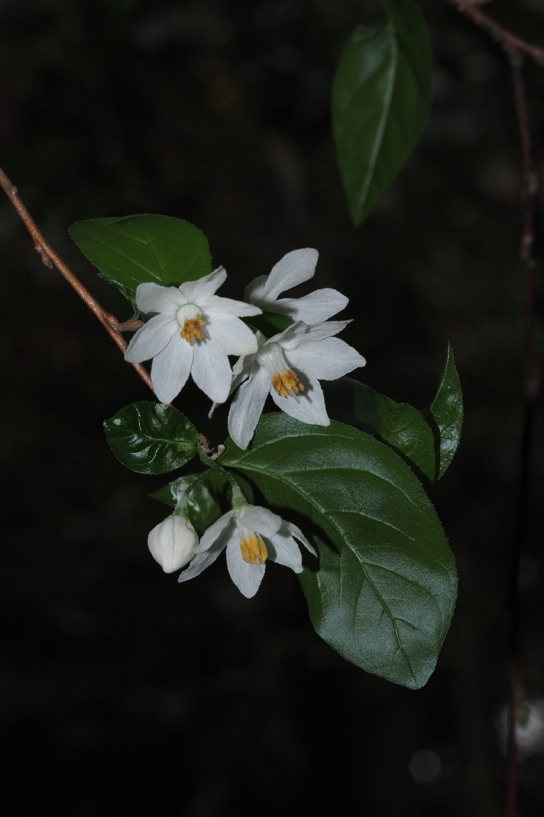 How to Plant and Grow Jack tree(Sinojackia xylocarpa)