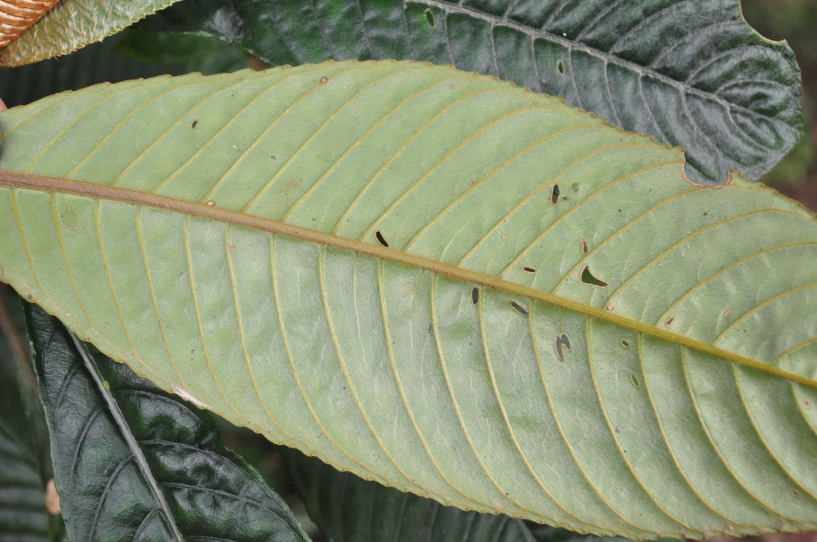 Rhynchotechum ellipticum PictureThis