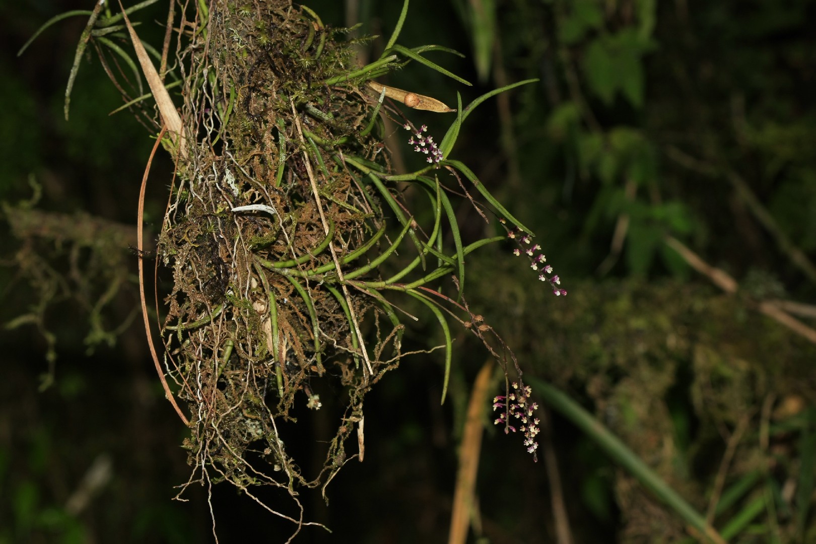 Schoenorchis gemmata PictureThis