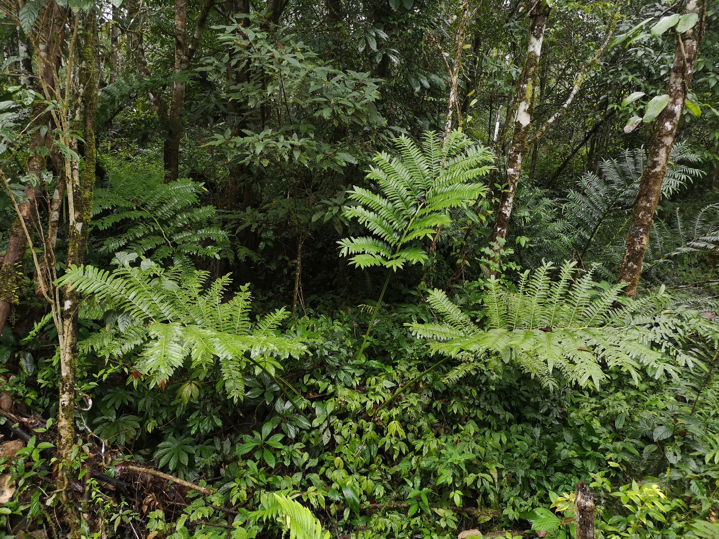 Angiopteris yunnanensis PictureThis