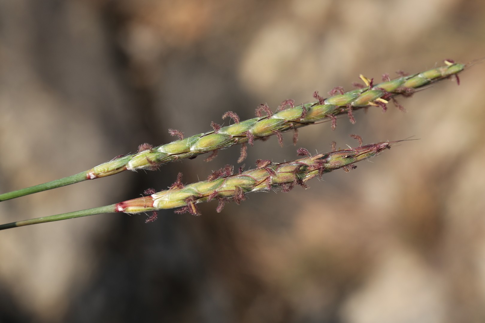 カモノハシ (Ischaemum aristatum) - PictureThis