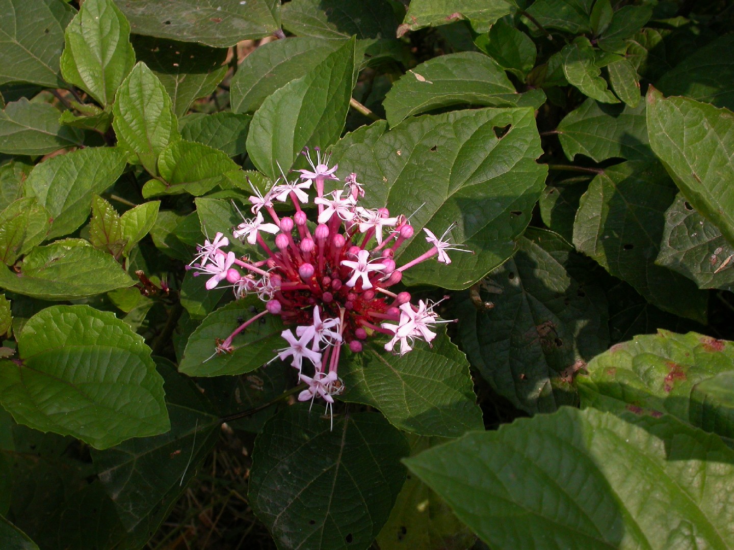 ボタンクサギ（牡丹臭木） (ケア, 特徴, 花, 画像)