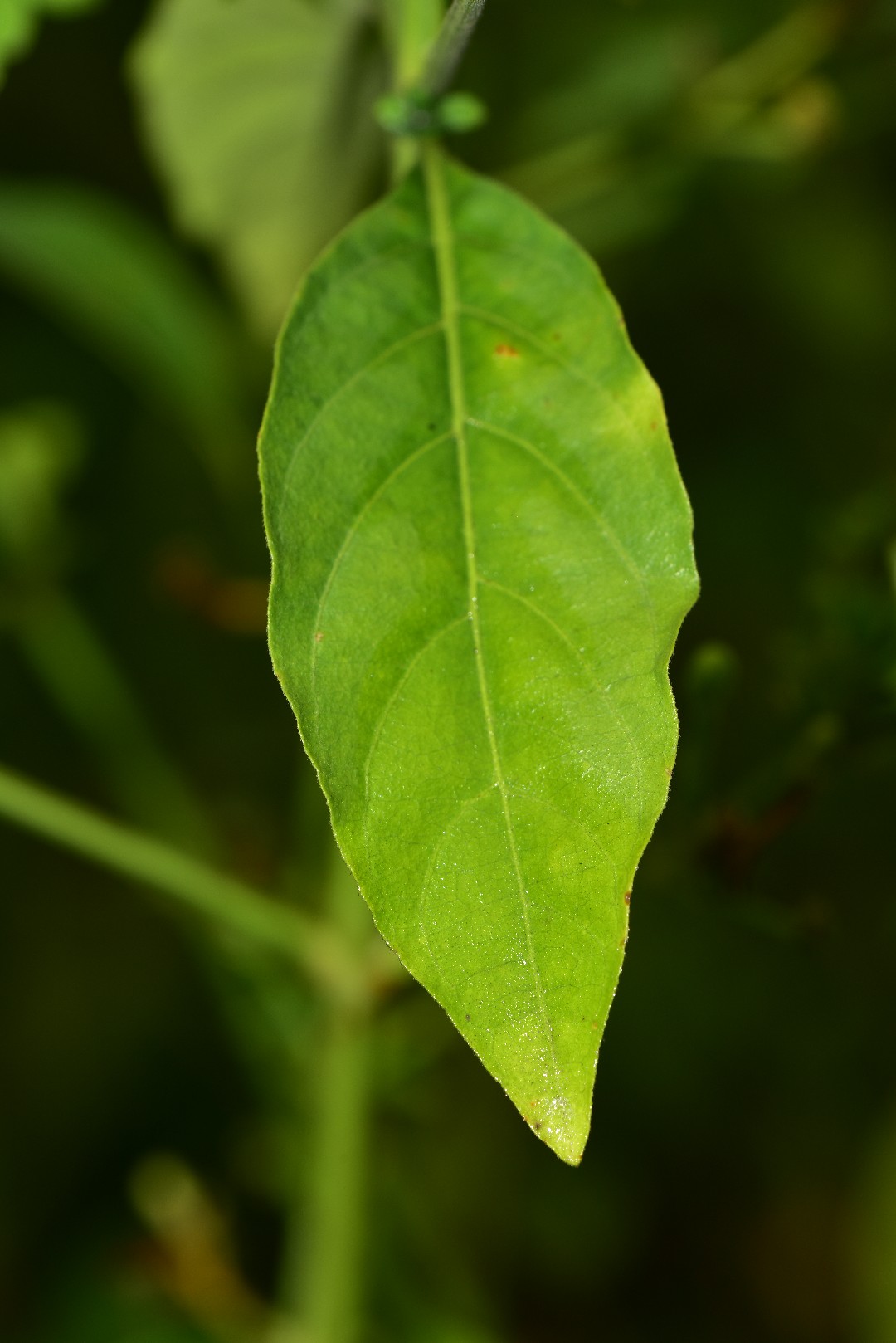 Snake jasmine (Rhinacanthus nasutus) Flower, Leaf, Care, Uses PictureThis