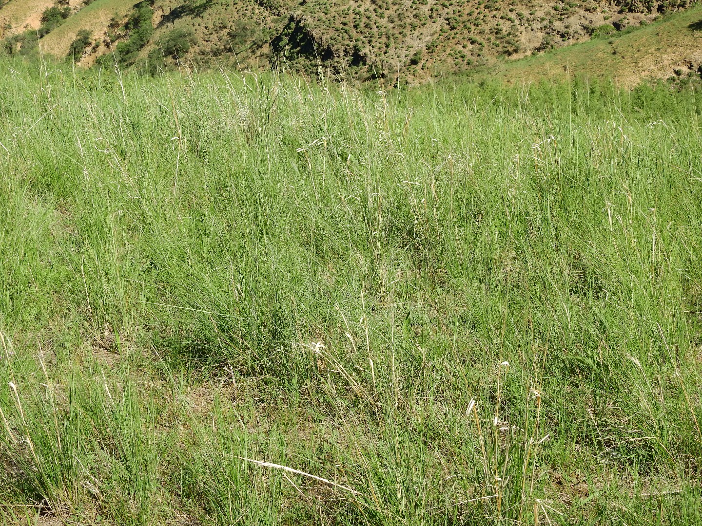 Feather grass (Stipa krylovii) Flower, Leaf, Care, Uses PictureThis