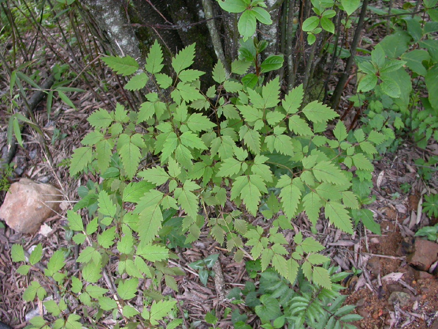 Dicentra de flores grandes (Ichtyoselmis macrantha) PictureThis