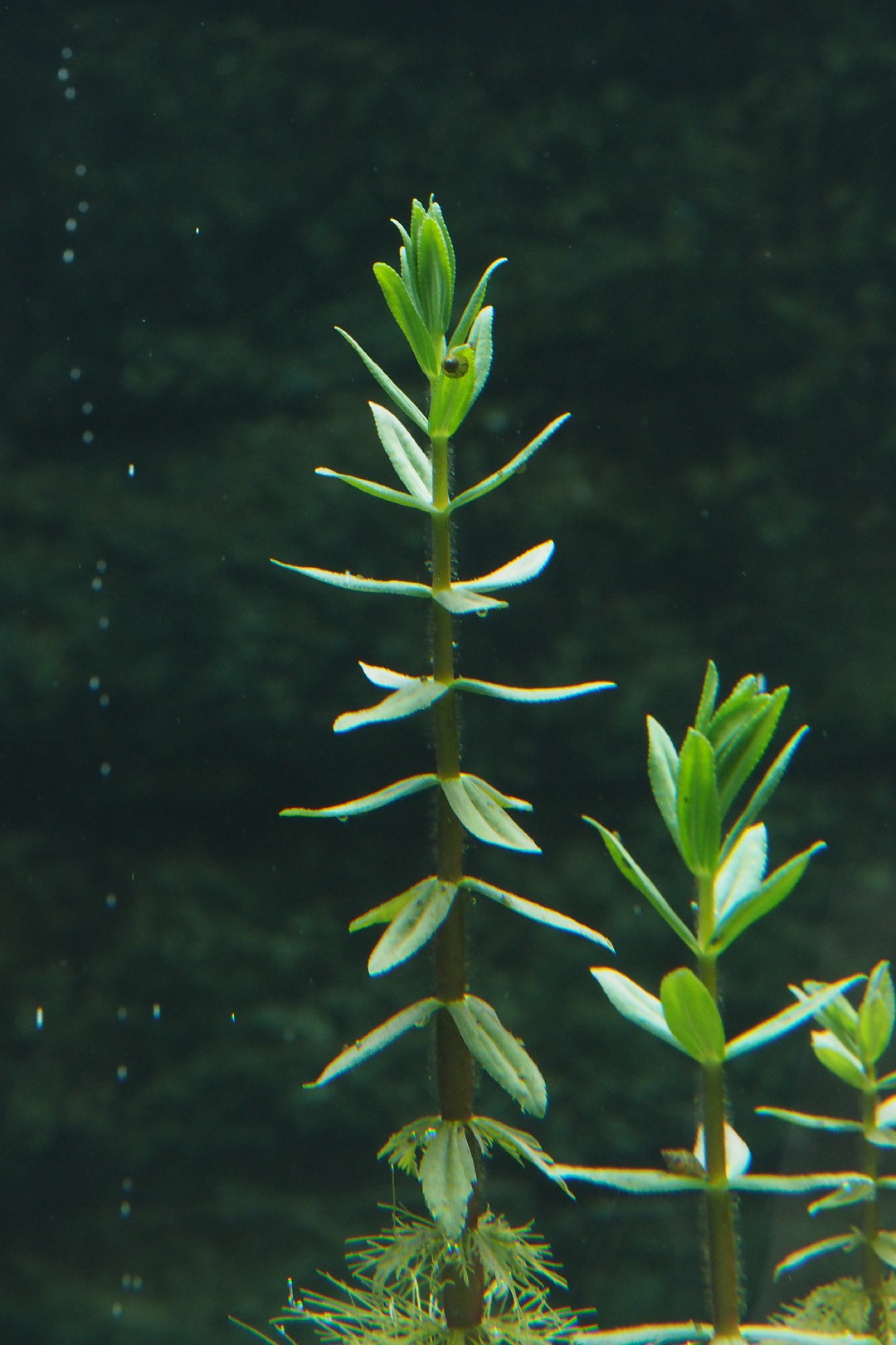 KarolinaHaarnixe (Cabomba caroliniana) PictureThis