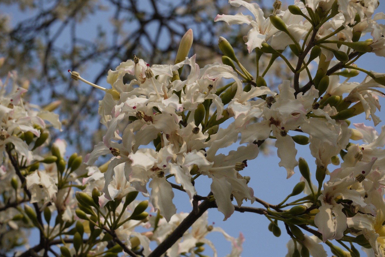 Ceiba Care (Watering, Fertilize, Pruning, Propagation) - PictureThis