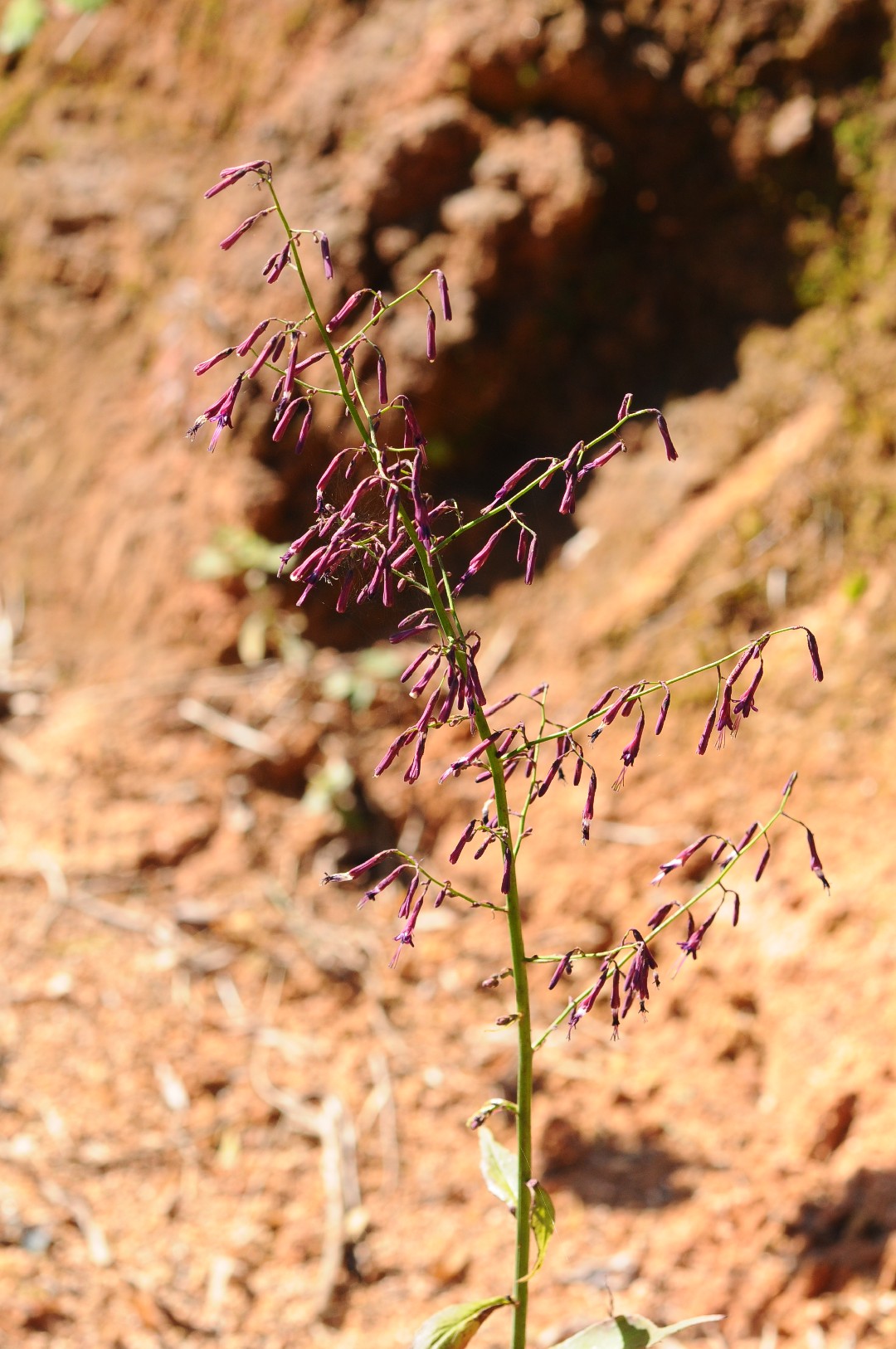 紫菊屬 (Notoseris)