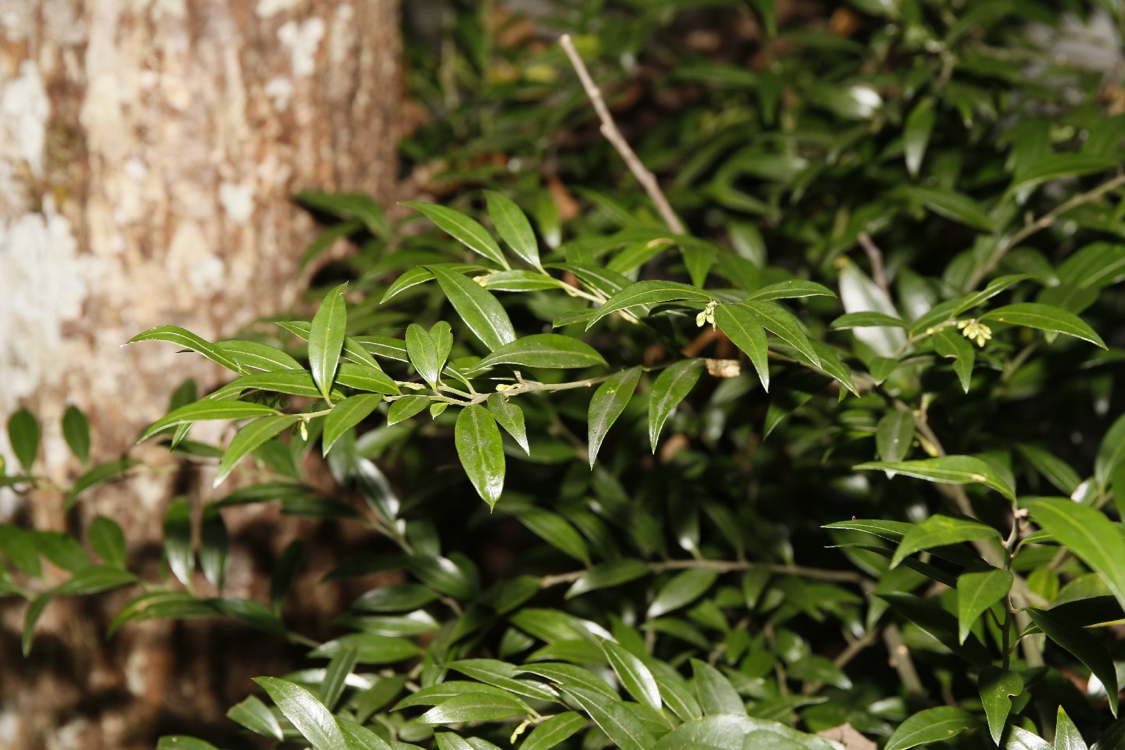 How to Plant and Grow Fragrant sweet box(Sarcococca ruscifolia)
