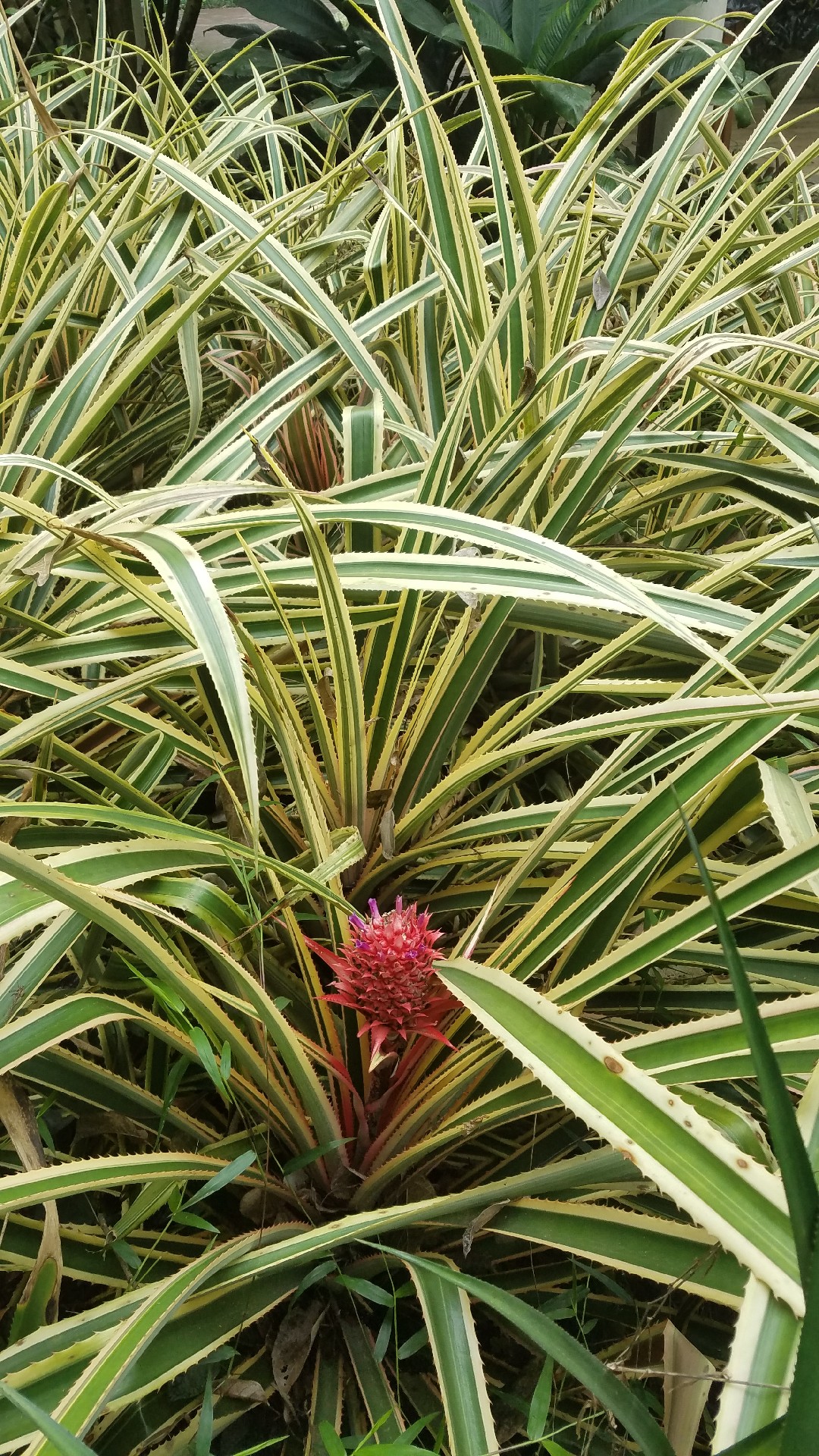 Piña tropical roja (Ananas comosus var. bracteatus) - PictureThis