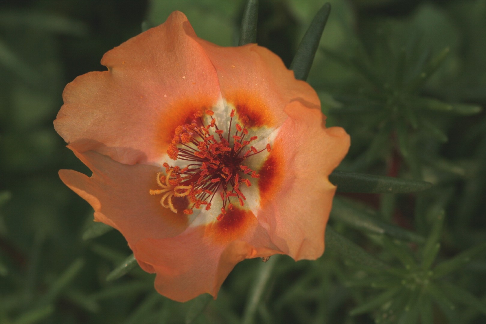 So identifizierst du Portulakrschen (Portulaca grandiflora)