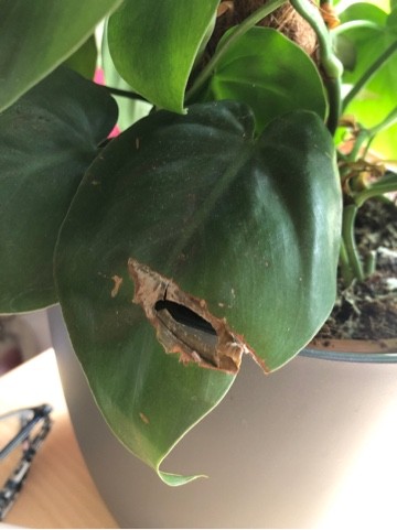 artificial split leaf philodendron leaves 17" Green Philo Bush 13398GN