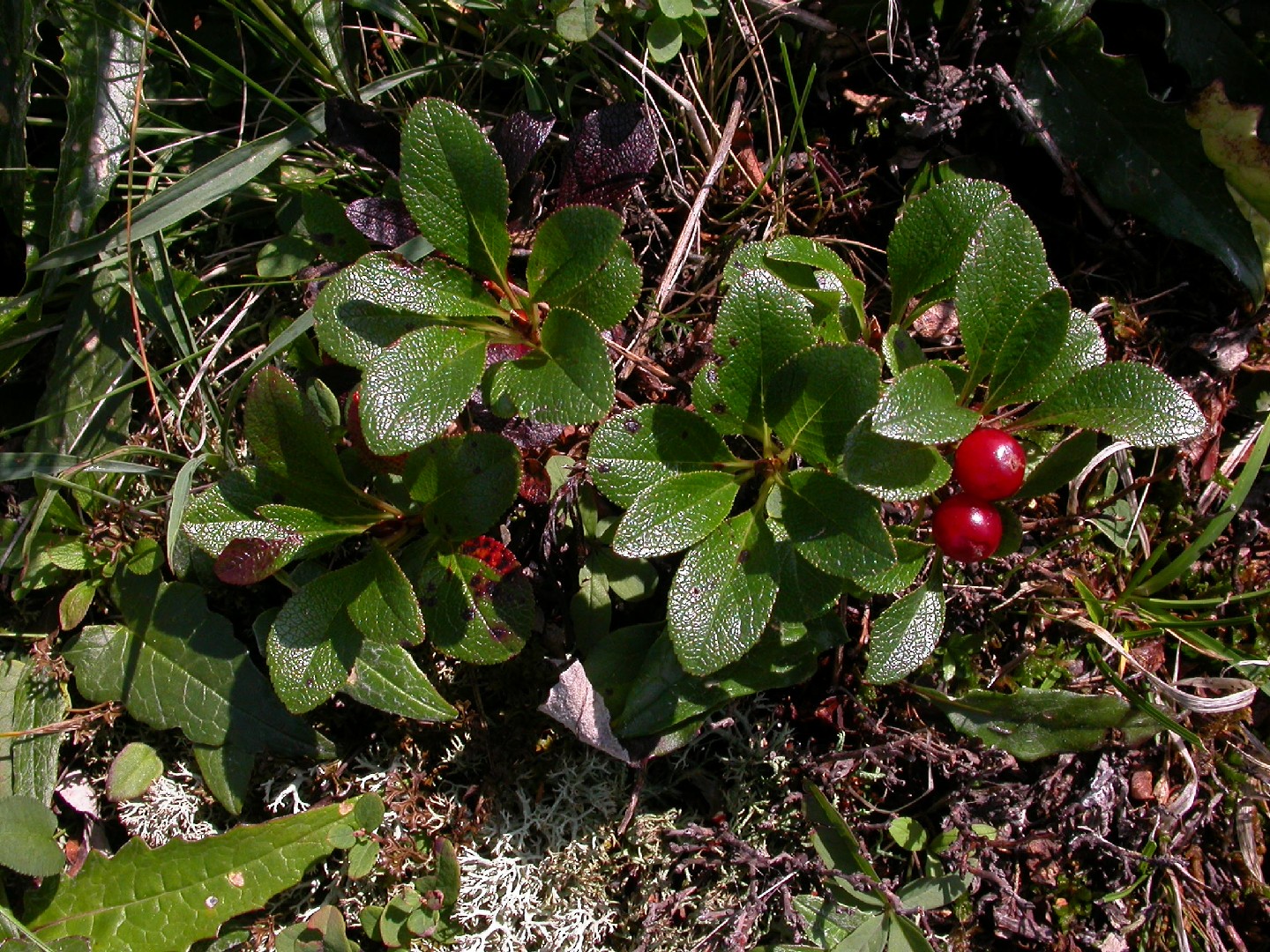 Arctostaphylos rubra PictureThis