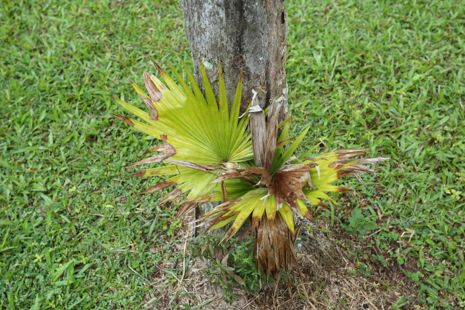 現品】ビロウヤシ/ビロウ椰子/ジャワビロウ 10号 白鉢 （2