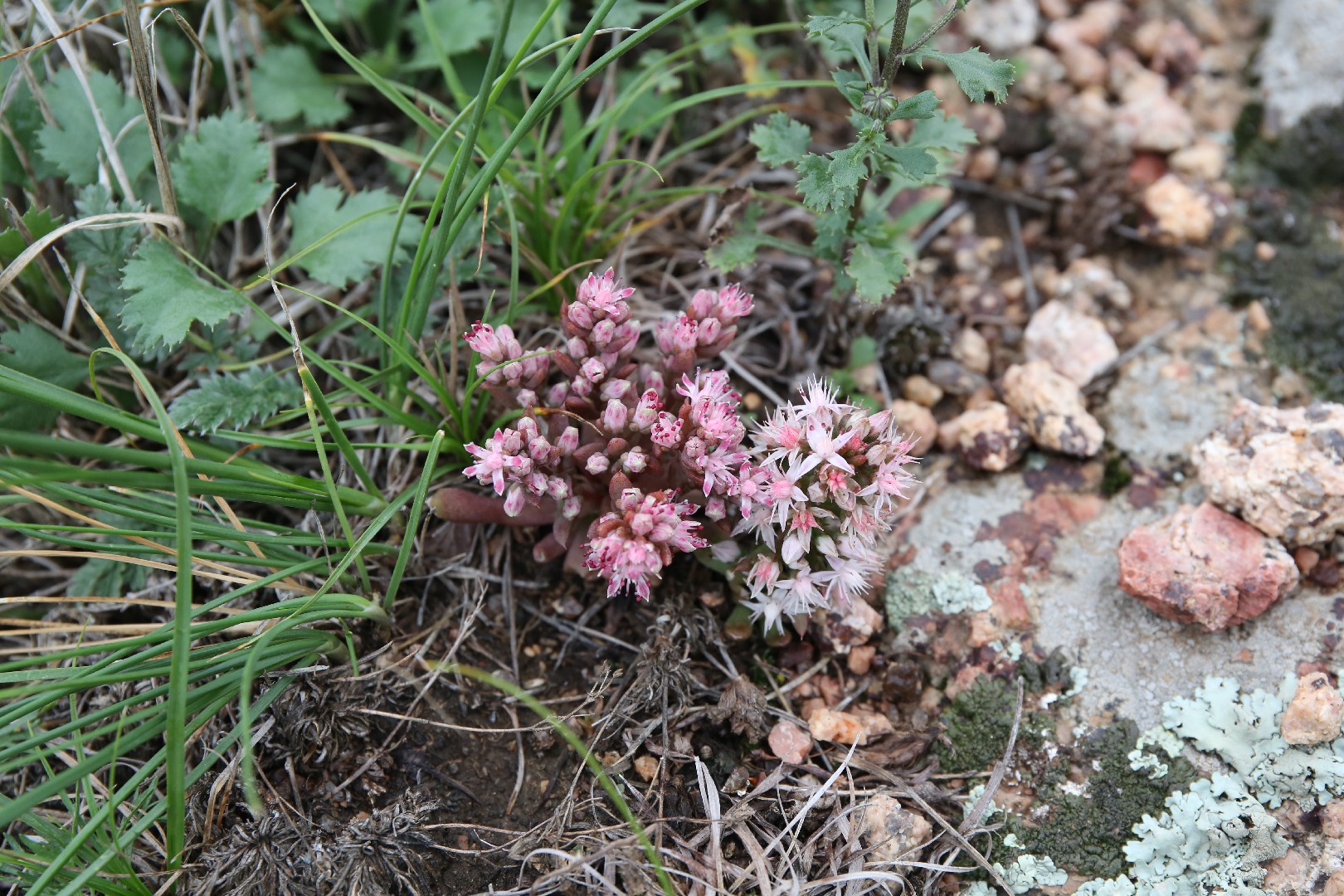 瓦松 (Orostachys fimbriata) 照顧,種植,繁殖,開花時間 - PictureThis