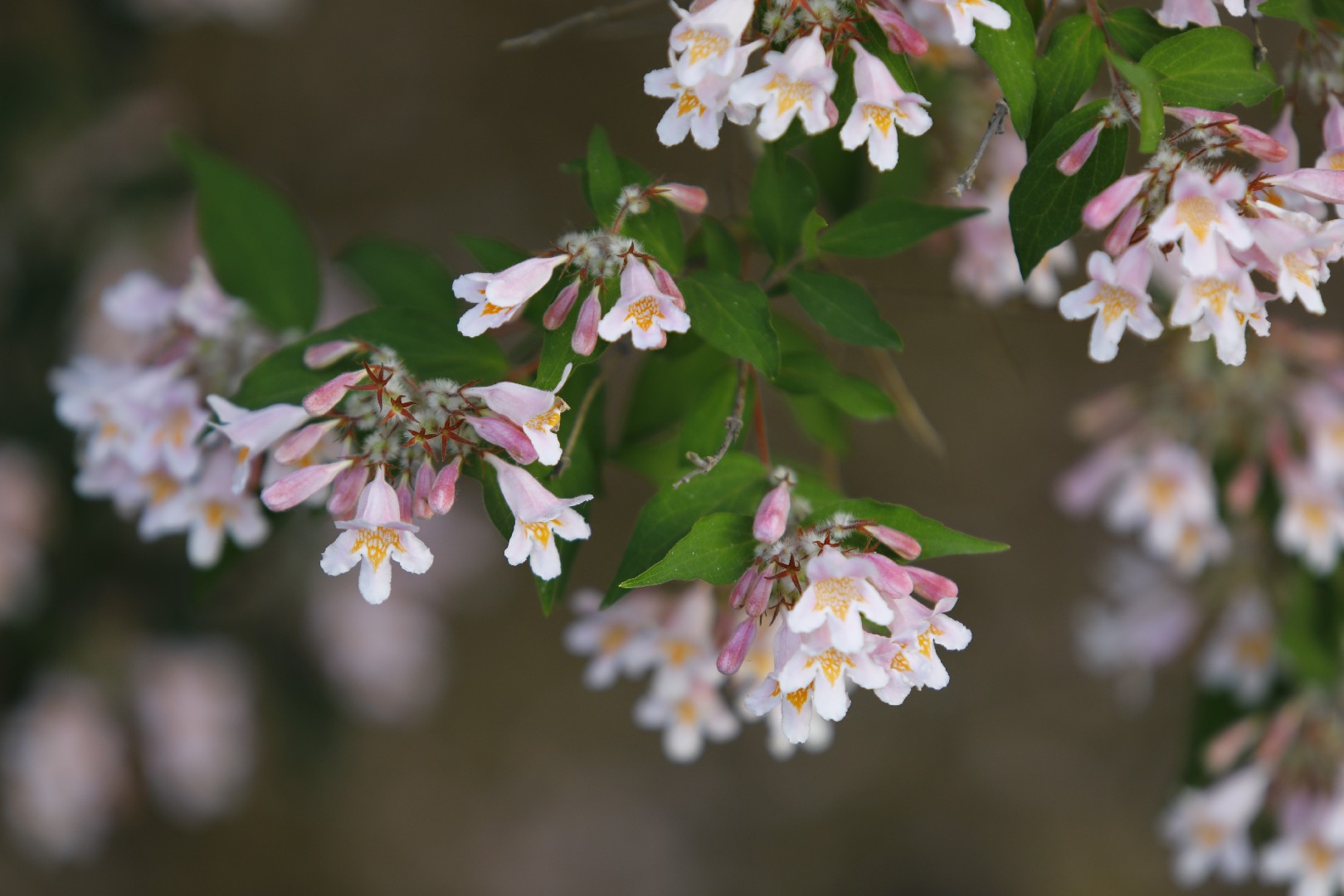 ショウキウツギ(鍾馗空木) (Kolkwitzia amabilis) 花言葉,毒性,よくある質問 - PictureThis