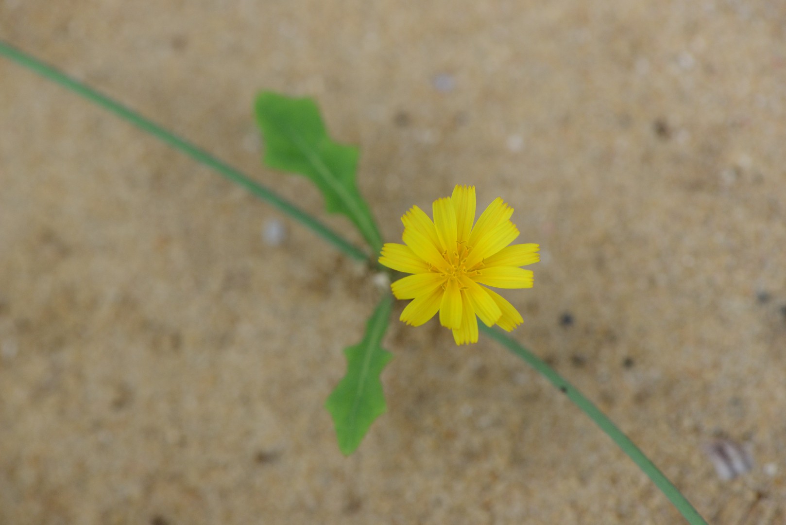 Launaea sarmentosa PictureThis