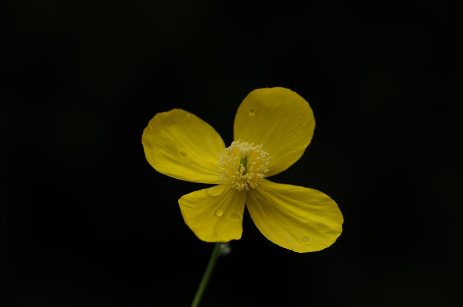 How to Plant and Grow Yellow poppy(Dicranostigma leptopodum)